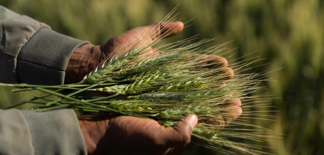 Assemblées annuelles 2025 de la BAD : le programme TAAT, pour nourrir l’Afrique et répondre au changement climatique