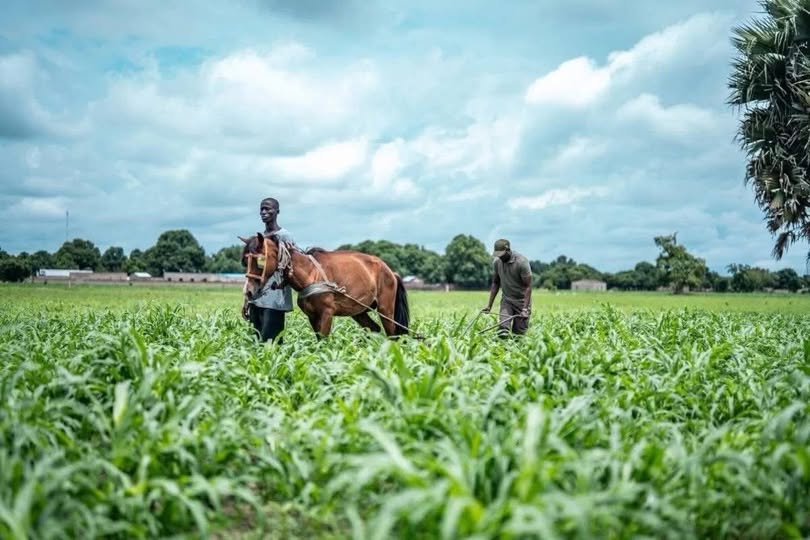Le projet Mboro–Diogo, un levier de développement pour les zones agricoles du Nord