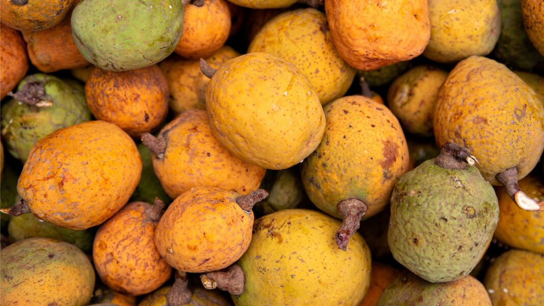 Le madd de Casamance, fruit d’un engouement