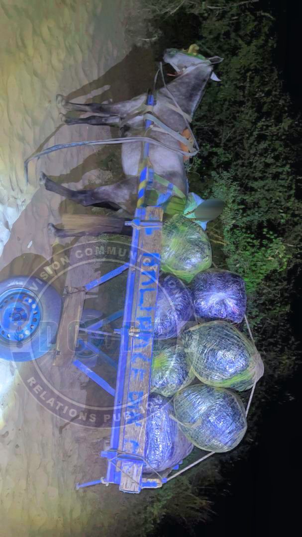 JOAL : 510 KG DE CHANVRE INDIEN SAISIS LORS D’UNE OPÉRATION DE LA GENDARMERIE