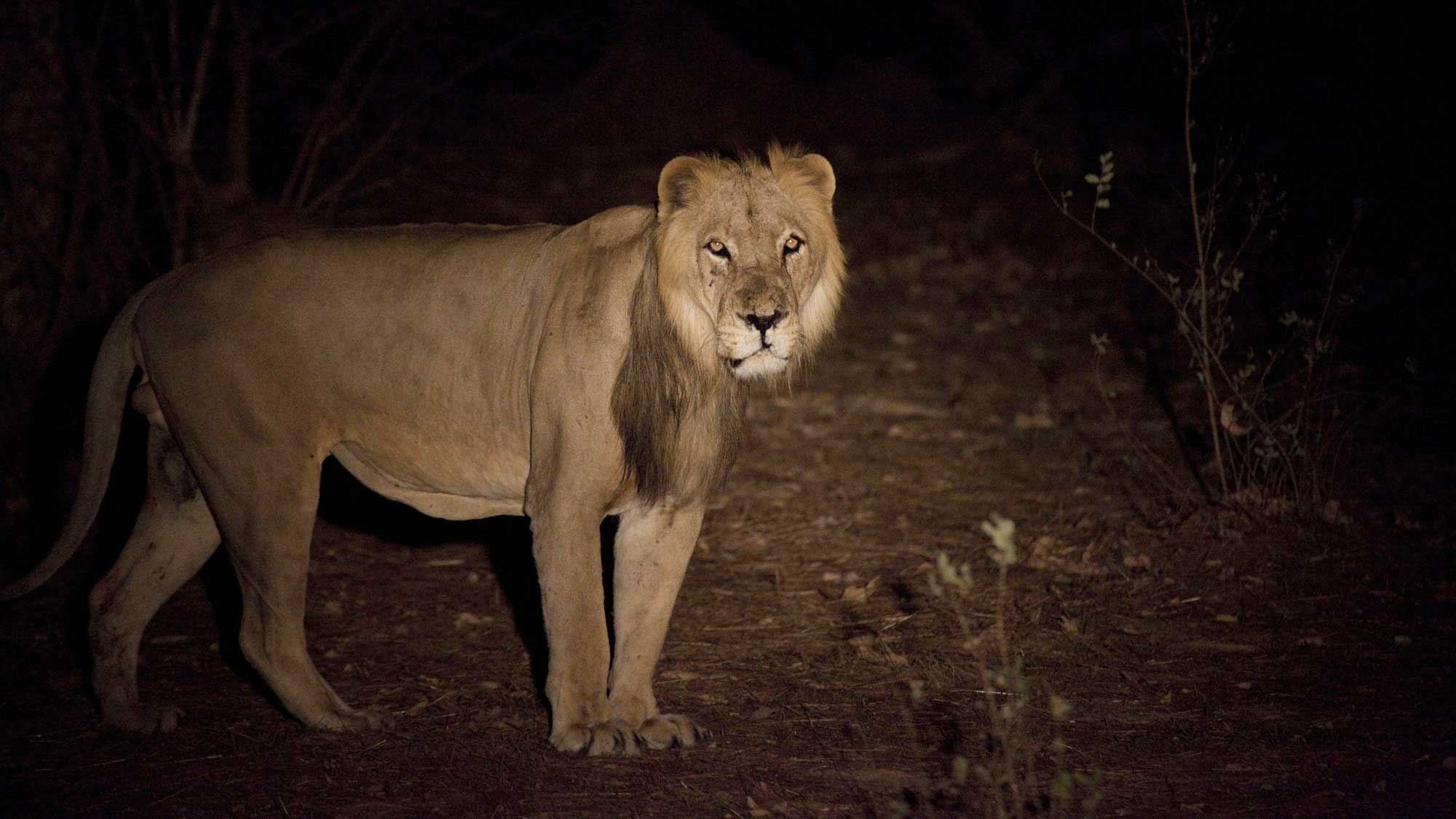 Parc national du Niokolo-Koba : la population de lions plus que doublée en quinze ans