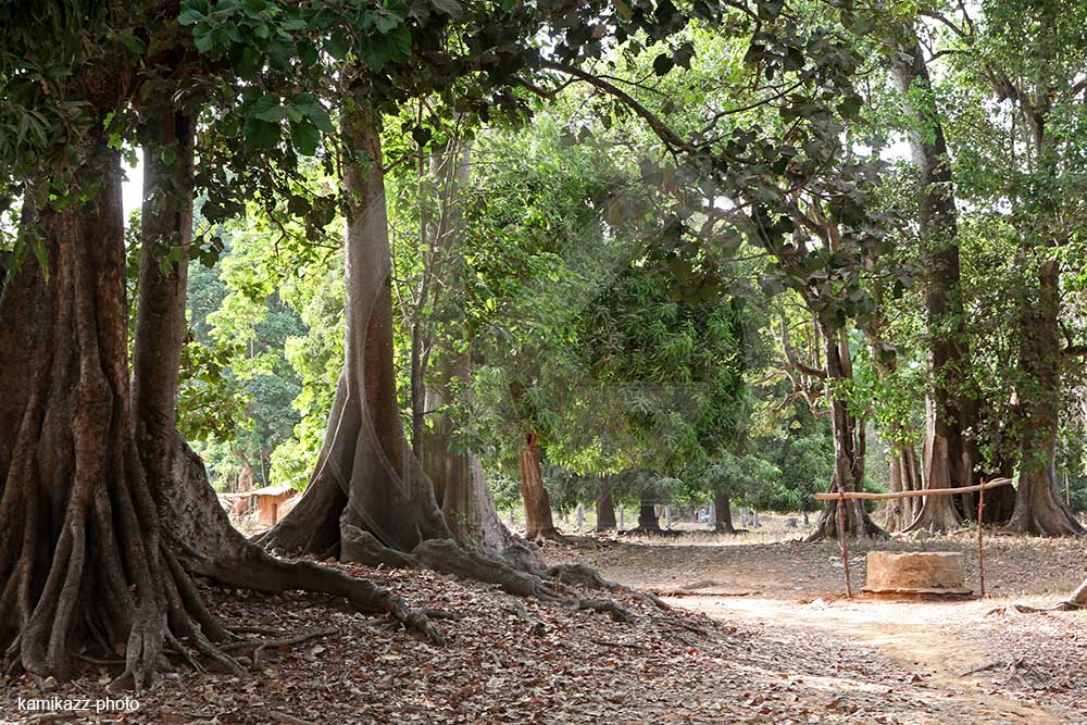 Foresterie : le Sénégal prépare un plan décennal pour renforcer la résilience écologique