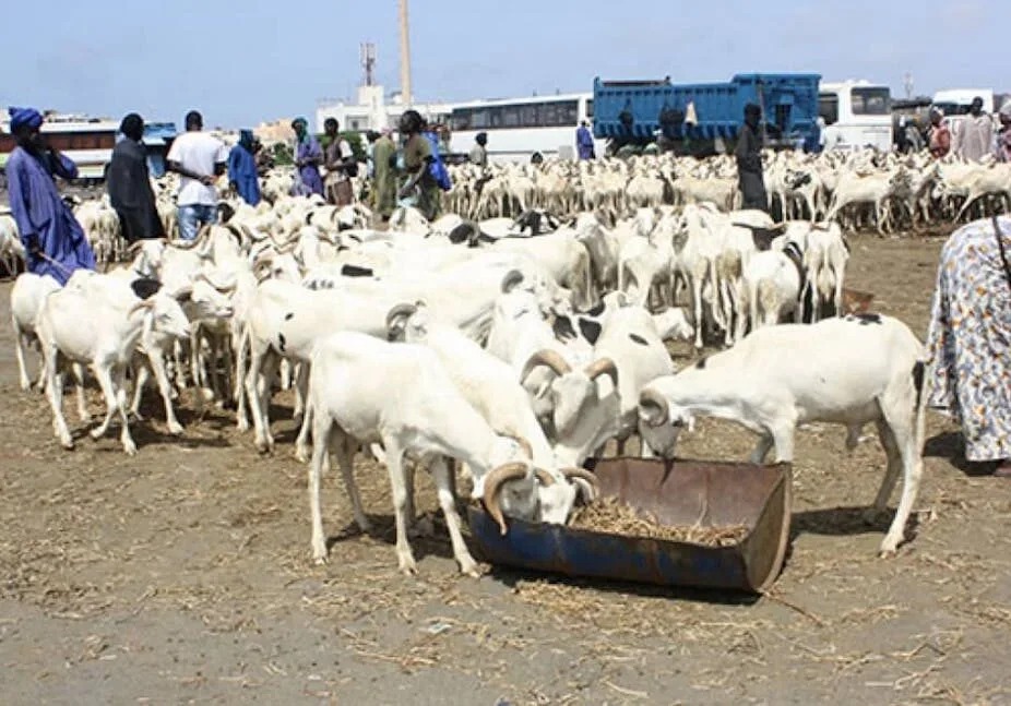 Tabaski 2026 : le Sénégal enregistre déjà plus de 490 000 moutons sur le marché